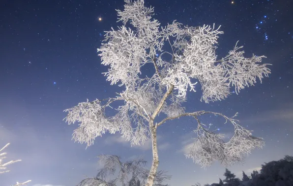 Зима, иней, ночь, природа, снежное дерево