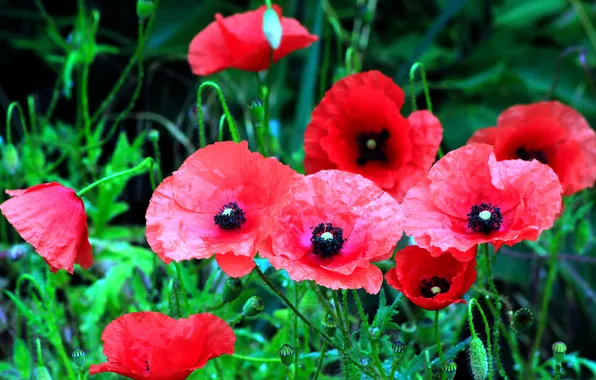 Red, flower, poppy