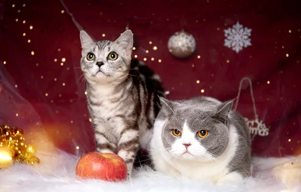 Взгляд, шарики, кошки, серый, коты, блеск, яблоко, Рождество