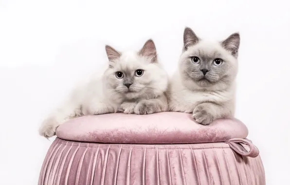 Взгляд, кошки, коты, пара, белый фон, голубые глаза, серые, парочка