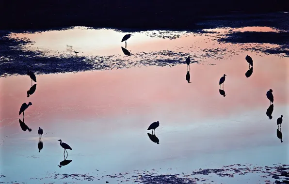 Вода, закат, птицы, отражение, тень, Лужа