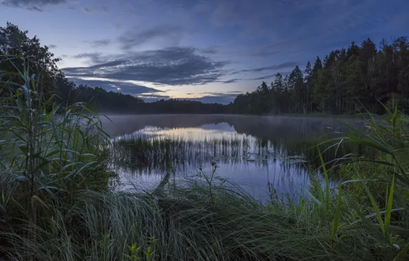 Картинка озеро, гладь, спокойствие, Норвегия, камыш, дымка, Norway, Strengsdalsvannet