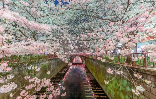Природа, весна, Япония, сакура, Токио, канал
