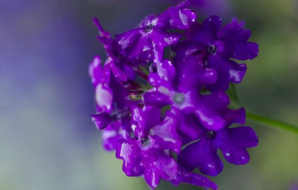 Картинка цветок, фиолетовый, вода, капли, макро, растение, лепестки