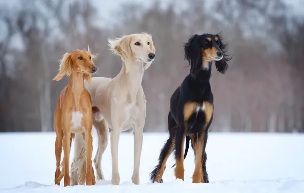 Зима, собаки, снег, open-air, slider, салюки, dogs-h