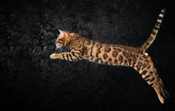 Кошка, кот, поза, темный фон, прыжок, бенгальская
