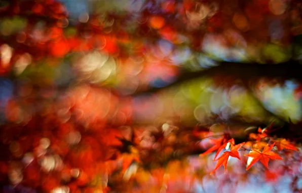 Картинка осень, макро, красный, фон, дерево, widescreen, обои, размытие