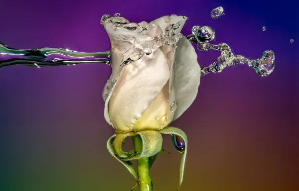 Rose, water, macro, splash
