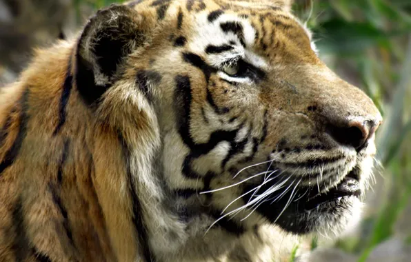Взгляд, Тигр, смотрит