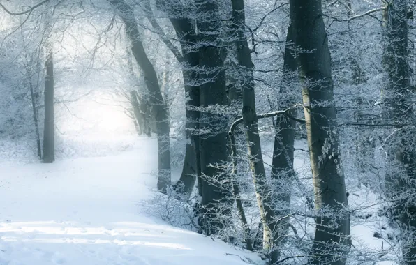 Снег, деревья, winter forest