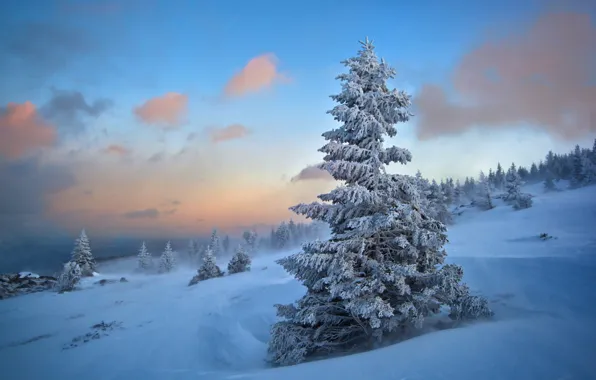 Зима, иней, лес, небо, облака, снег, природа, туман
