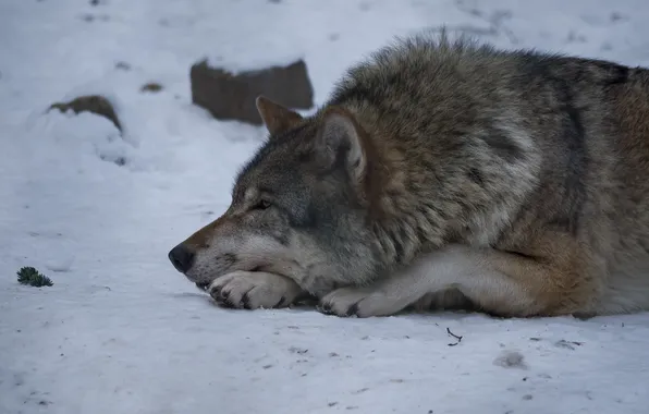 Картинка снег, отдых, волк, хищник, профиль