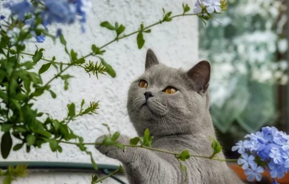 Кошка, кот, взгляд, морда, цветы, поза, портрет, серая