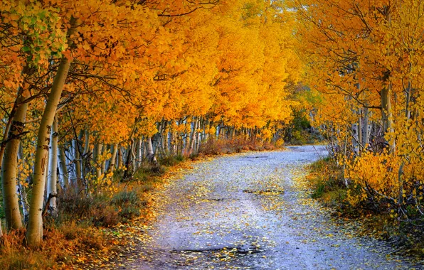 Дорога, осень, лес, листья, роща, осина