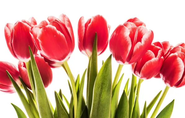 Картинка цветы, тюльпаны, red, love, wood, romantic, tulips, spring