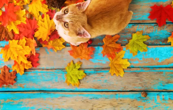 Картинка осень, кошка, листья, фон, дерево, colorful, vintage, wood