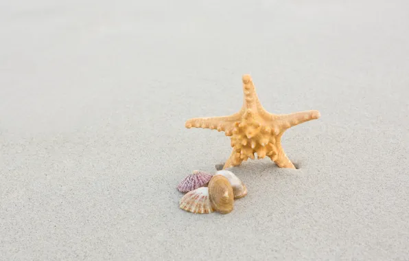 Песок, море, пляж, лето, природа, ракушки, морская звезда