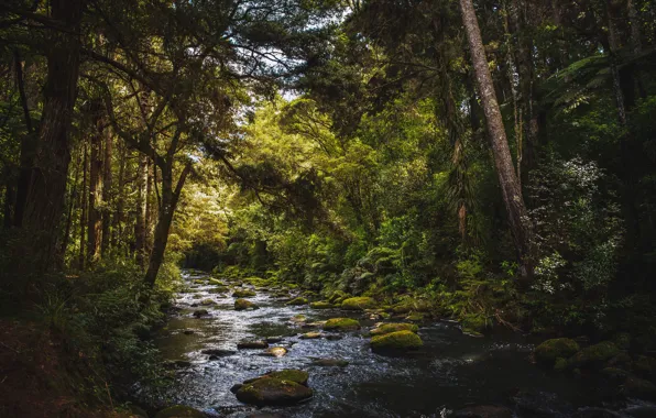 Картинка лес, лето, деревья, природа, камни, речка, New Zealand, Whangarei