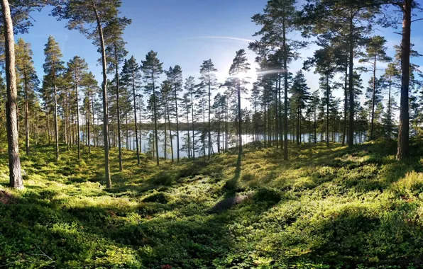 Картинка зелень, лес, трава, солнце, деревья, озеро, берег, Швеция