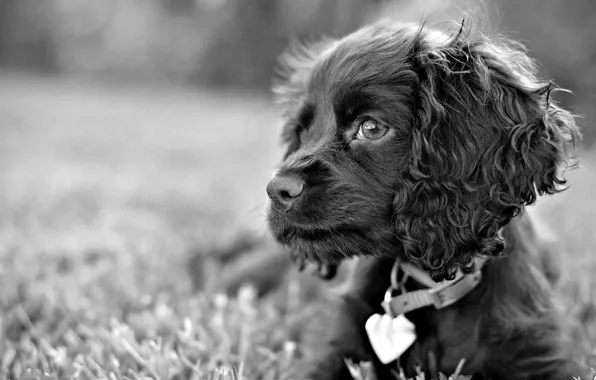 Картинка трава, взгляд, черно-белый, собака, пес, грустные глаза