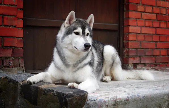 Взгляд, друг, собака