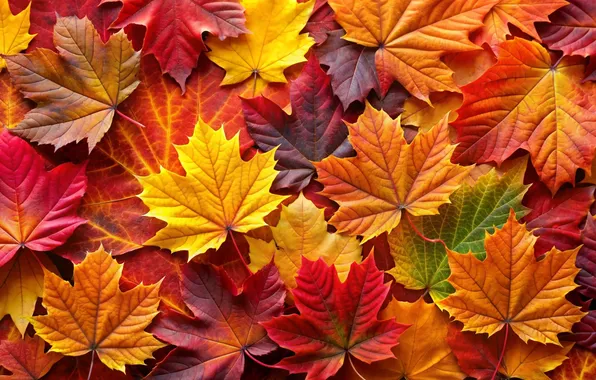 Картинка осень, листья, фон, colorful, клен, background, autumn, leaves