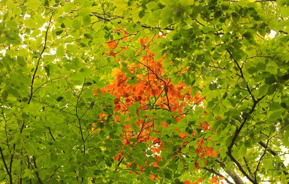 Осень, листья, деревья, текстура
