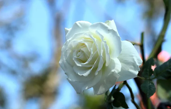 Роза, бутон, боке, белая роза