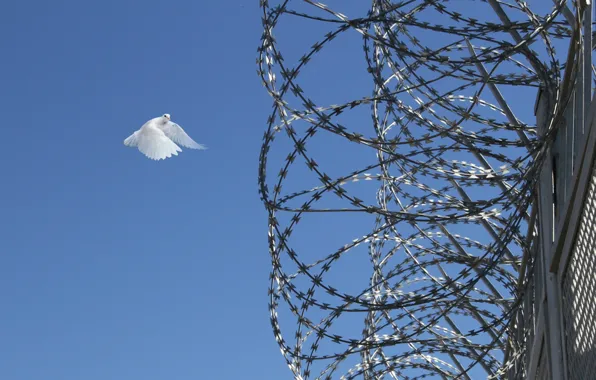 Картинка Hа pоднyю землю yлететь, Голyби летят над нашей зоной, как мне хотелоcь c голyбями, Голyбям …