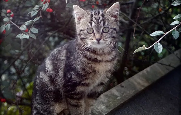 Крыша, кошка, взгляд, деревья, ветки, поза, ягоды, котенок