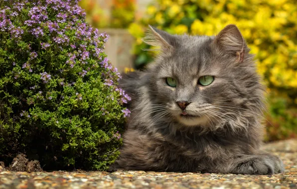 Картинка кошка, кот, цветы, природа, портрет