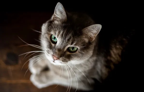 Кошка, взгляд, фон