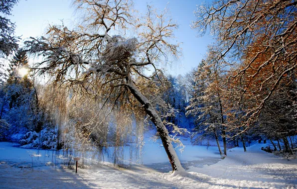 Картинка зима, лес, снег, деревья, ручей