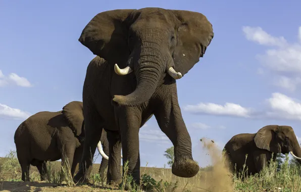 Africa, elephant, mammal, size