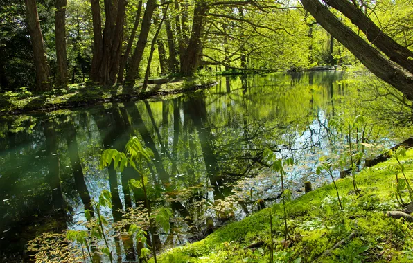 Park, spring, pond