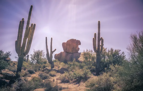 Desert, cactus, Plants