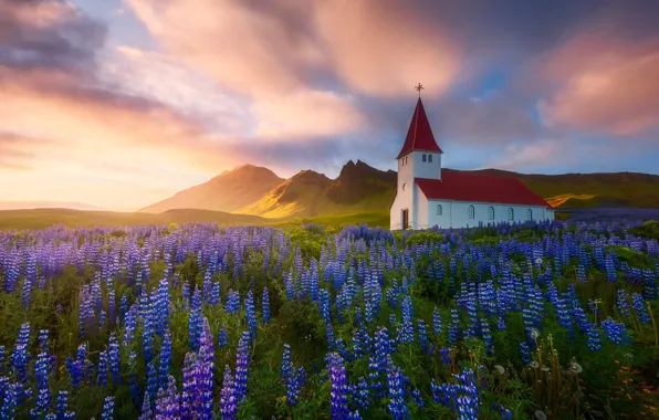 Цветы, природа, Весна, Лето, церковь, храм, Исландия