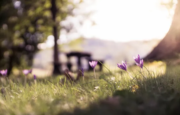 Цветы, природа, фон