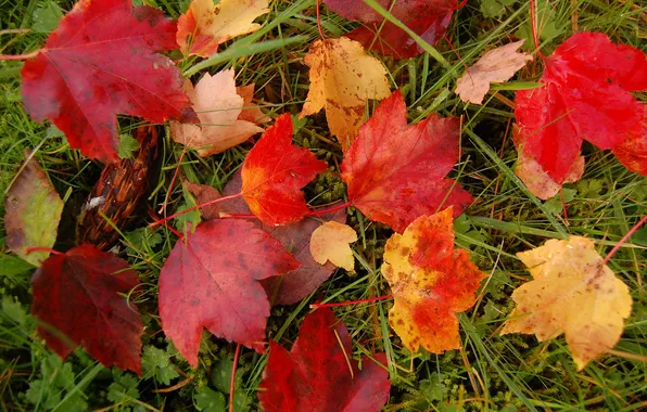 Картинка осень, трава, листья, макро