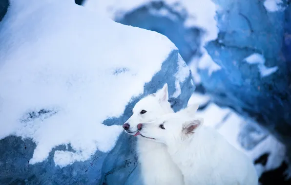 Снег, ледник, парочка, две собаки, Белая швейцарская овчарка