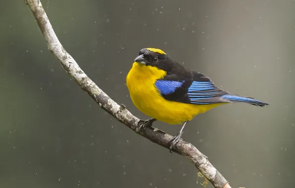 Дождь, птица, ветка, bird, looking, branch, raining, tanager
