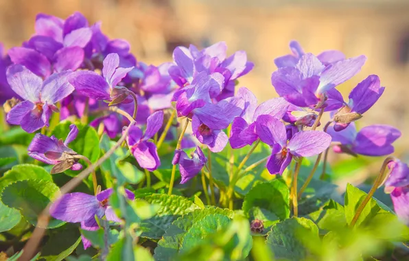 Картинка цветы, природа, flowers