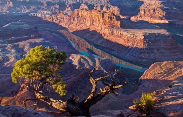 Картинка свет, река, дерево, Горы, каньон, США, штат Юта, солнечный