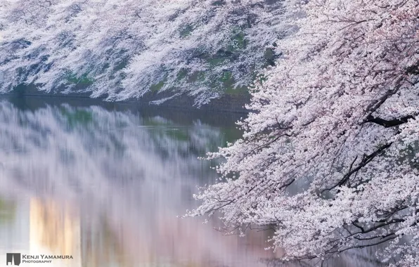 Картинка река, ветви, Япония, сакура, photographer, цветёт, Kenji Yamamura