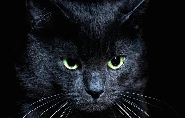 Картинка кот, взгляд, чёрный