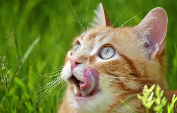 Язык, кошка, кот, взгляд, рыжий, смотрит вверх
