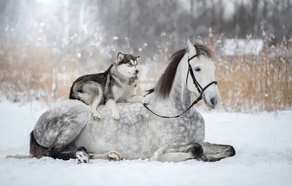 Картинка зима, снег, лошадь, собака, хаски