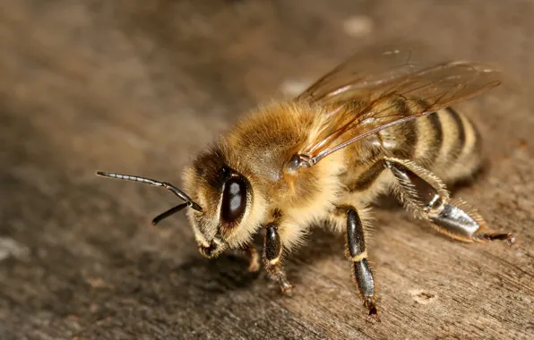 Картинка глаза, макро, пчела, крылья, лапки, насекомое, усики
