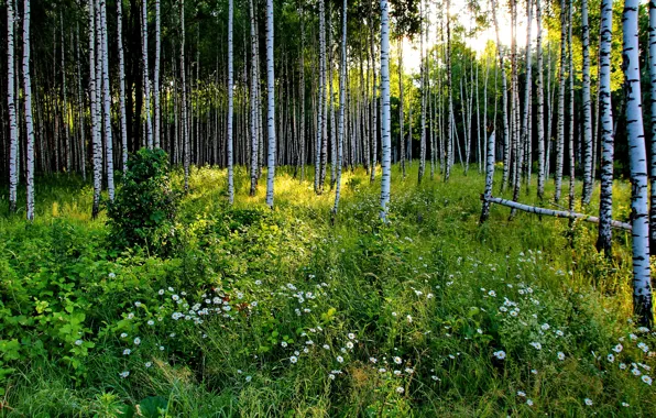 Картинка зелень, лес, лето, трава, солнце, деревья, цветы, ромашки
