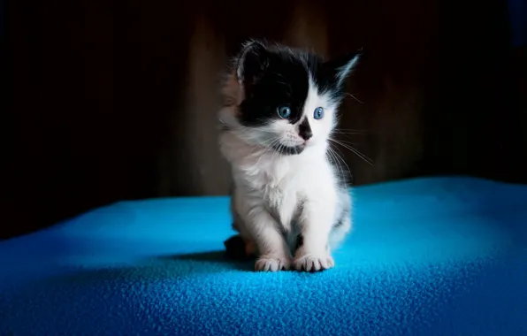 Кошка, взгляд, котенок, фон, голубой, черно-белый, пушистый, маленький